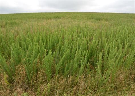 Weed Control In Pastures And Hayfields Drovers