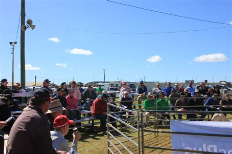 Dorper Sheep Society Australia Grandstand