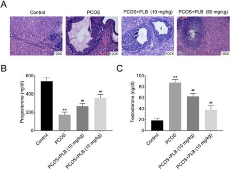 Full Article Plumbagin Inhibits Proliferation And Promotes Apoptosis