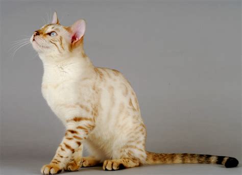 Bengal Cat Colors - 6 Common to Rare Coat Colors & Patterns