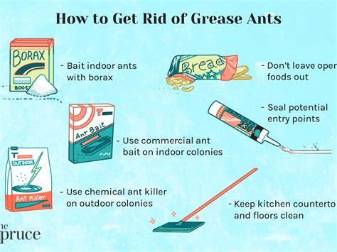 How To Get Rid Of Grease Ants Pest Phobia