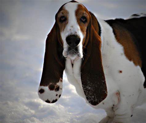 Basset Hound In Winter Photograph By Marysue Ryan Fine Art America