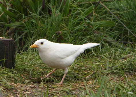 18 Stunningly Rare Albino Animals