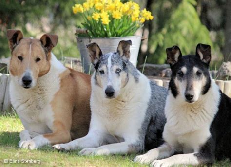 Toonian Smooth Collies : SMOOTH COLLIE