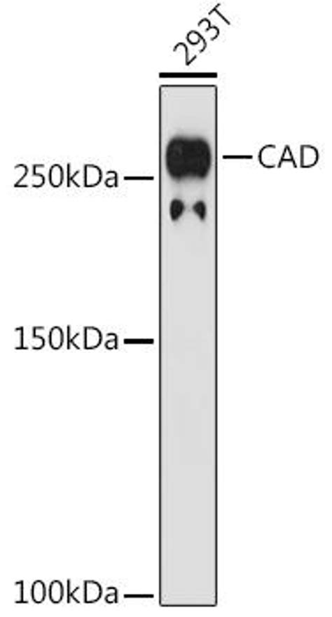 Anti Cad 抗体 Assay Genie