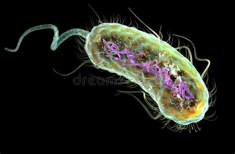 Bacterias E De Escherichia Coli Coli Ejemplo M Dicamente Exacto D