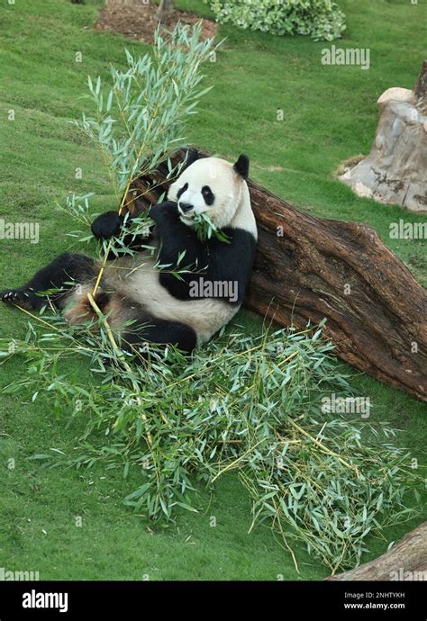 Giant Panda Jing Jing Is Seen At The Panda House At Al Khor Park In