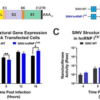 Restoration Of HnRNP I Binding Abrogates The Enhanced Structural