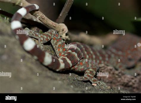 Tokay Gecko Gekko Gecko Tail Klungkung Bali Indonesia Stock Photo