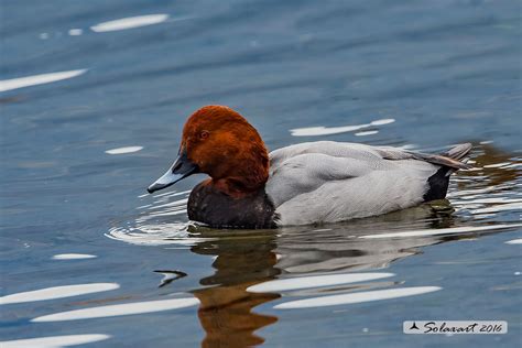 Aythya Ferina Moriglione Common Pochard