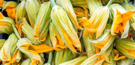 Fiori Di Zucca O Fiori Di Zucchina Quale Differenza