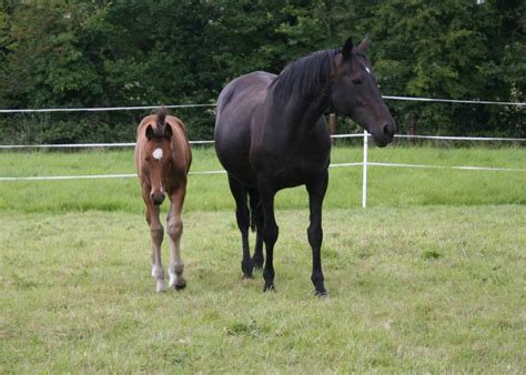 steps  breeding  mare horseplayie