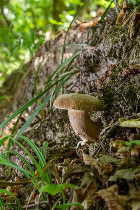 Boletus Edulis Or Cep Edible Wild Mushroom In A Forest Stock Image