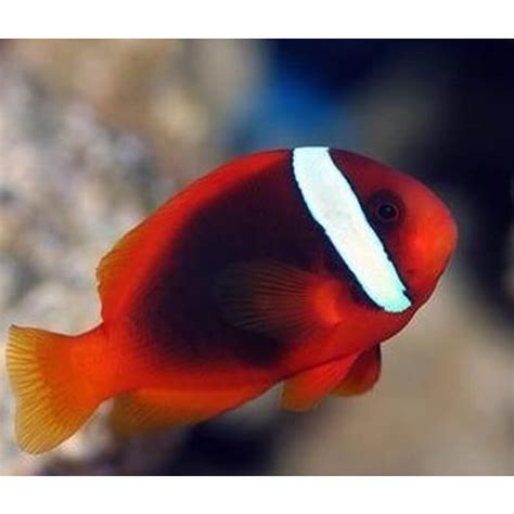 Tomato Clownfish | Affordable Aquaria