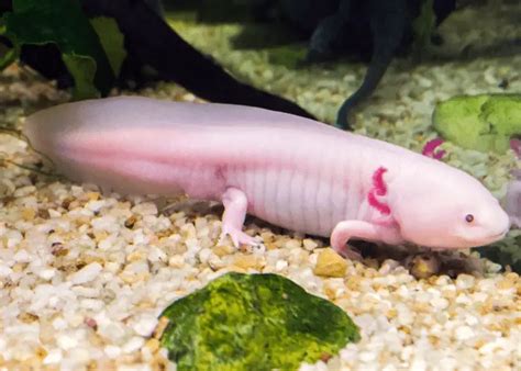 Can Axolotls Turn Into Salamanders Fact Or Fiction