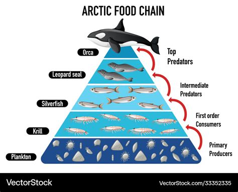 Arctic Food Chain Pyramid Royalty Free Vector Image