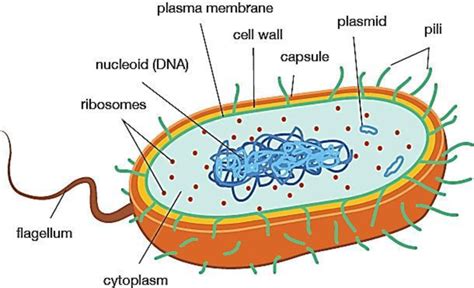 General Structure Of Bacteria Download Scientific Diagram