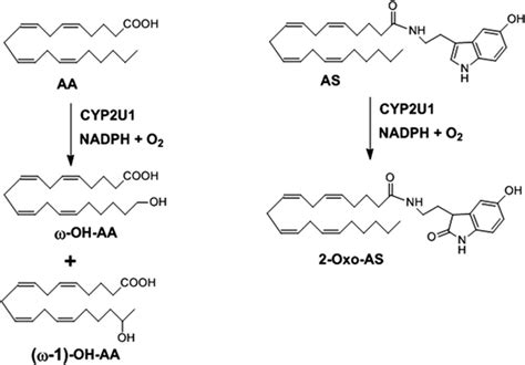 Regioselectivity Of The Cyp2u1 Catalyzed Oxidation Of Aa And As From