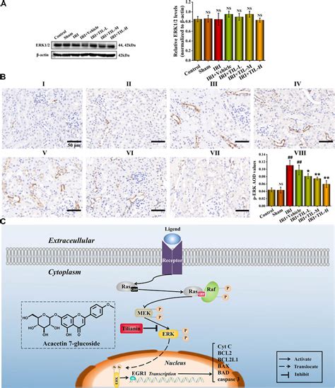 Frontiers Tilianin Reduces Apoptosis Via The ERK EGR1 BCL2L1 Pathway