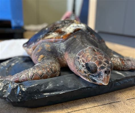 Crab Fishers Help Rescue Rare Loggerhead Turtle Near Victoria My