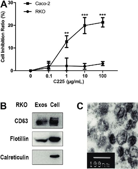 Identification Of Cetuximab Resistant Rko Cell Derived Exosomes A Rko