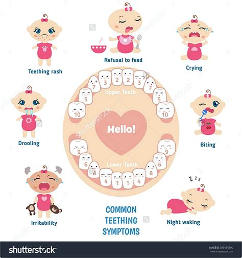 12+ Free Download Best Printable Teeth Chart for Your Baby | Mous Syusa