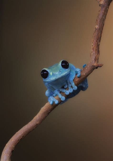 Cutest frog in town : r/aww