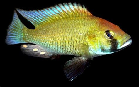 Astatotilapia Calliptera African Cichlid Aquarium African Cichlids