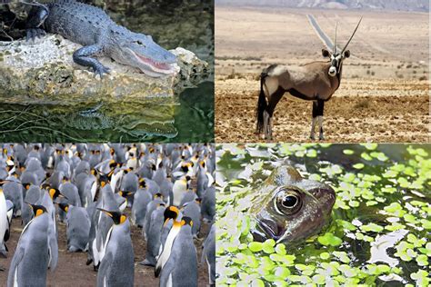 Insectos De La Selva Características Alimentación Hábitat