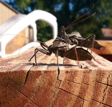 Mating Wheel Bugs Whats That Bug