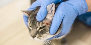 Gato Se Coçando Muito E Perdendo Pelo - Gato se coçando muito: 8 causas e seus tratamentos específicos