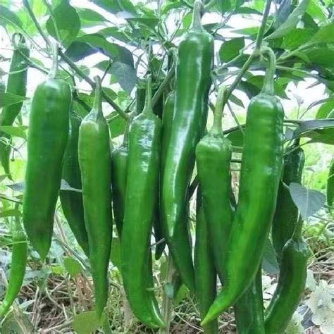 Sili Panigang Siling Haba Chili Seeds 300seeds Shopee Philippines