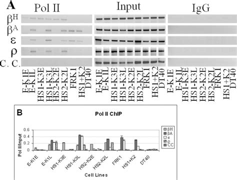 Targeted Deletion Of The Chicken Globin Regulatory Elements Reveals A