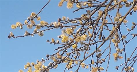 Filnore Woods Blog PUSSY WILLOW