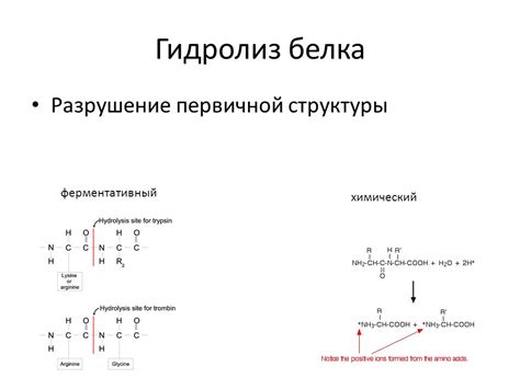 Лекция № 3. Строение, свойства и многообразие функций белков. - ppt ...