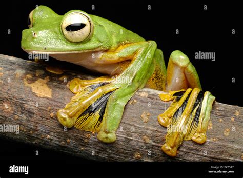 Rhacophorus Nigropalmatus Hi Res Stock Photography And Images Alamy