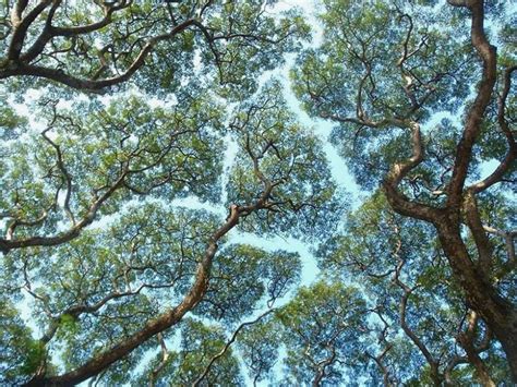 Crown Shyness Trees A Natural Phenomenon In Forests