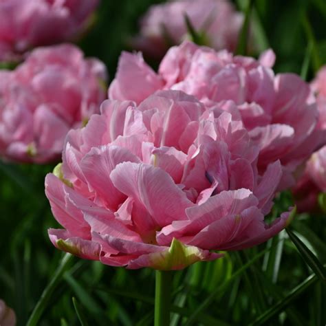 Tulipa Aveyron