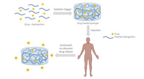 Gels Free Full Text Peptide Based Supramolecular Hydrogels As Drug