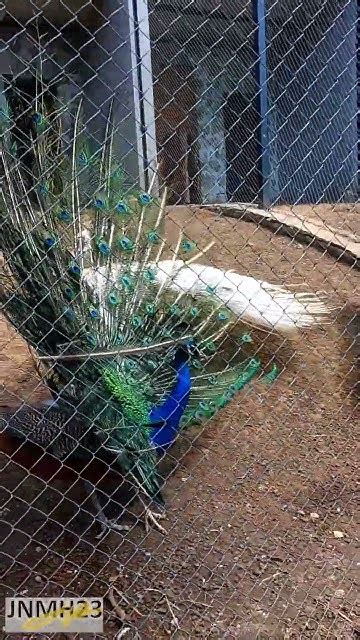 Two Beautiful Peacocks Opening Feathers With Sound Peafowl Birds Courtship Ritual White