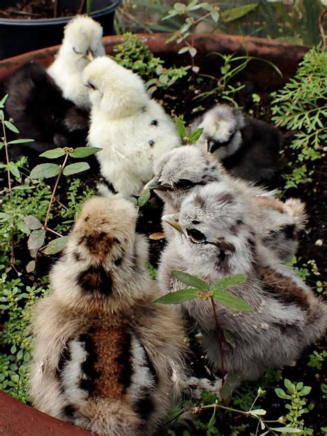 Silkie Chicken Fertile Hatching Eggs Mixed Colors Including Spotted