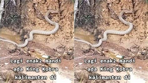 Sempat Dikira Batang Pohon Warga Terkejut Lihat Penampakan King Cobra