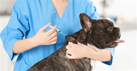 Vacinação de cachorro por que ela é tão importante Veterinária Pet