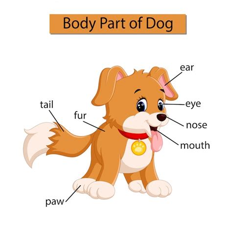 Diagramme Montrant Une Partie Du Corps Du Chien Vecteur Premium