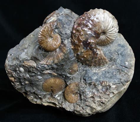 Fox Hills Ammonite Concretion Multiple Species For Sale 2064