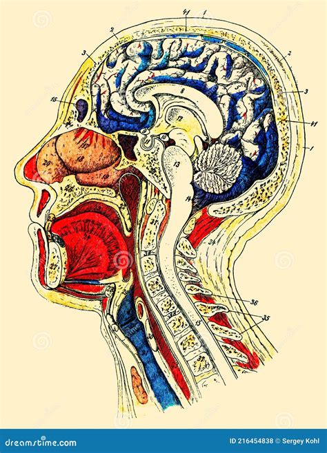 Internal Structure Of The Human Head And Neck Stock Illustration