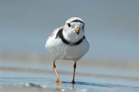 Free picture: piping plover, walking, beach