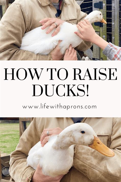 How To Raise Ducks Life With Aprons