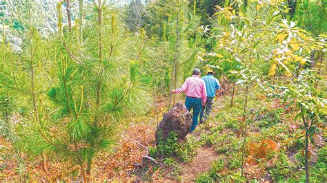 La Lucha Por Los Bosques Del Quich S Ptimo Sentido