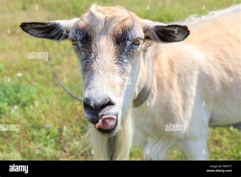 Goat Tongue Hi Res Stock Photography And Images Alamy